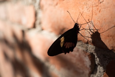 栖息在砖墙上的蝴蝶